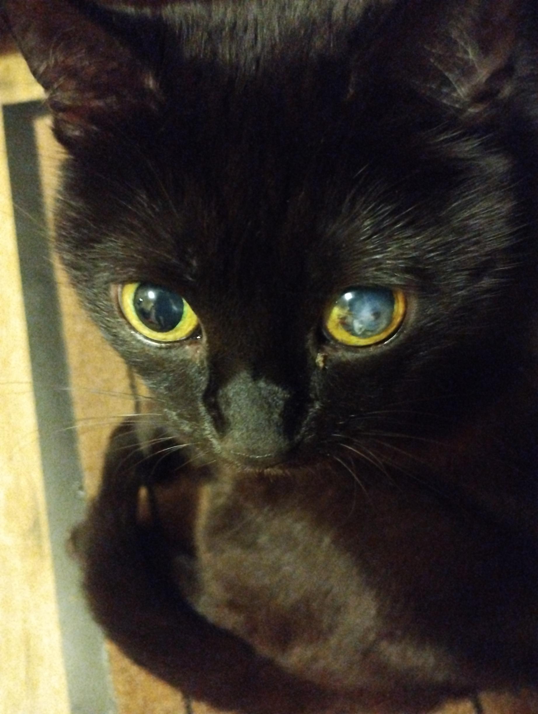 black cat staring at camera